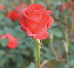 �����巴����Ƶ��ϰ��ƽ���з�����50����������ϵĽ�����ȫ�ģ�...